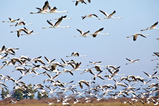 ورود ۱۵درصد پرندگان مهاجر به تالاب‌های مازندران
