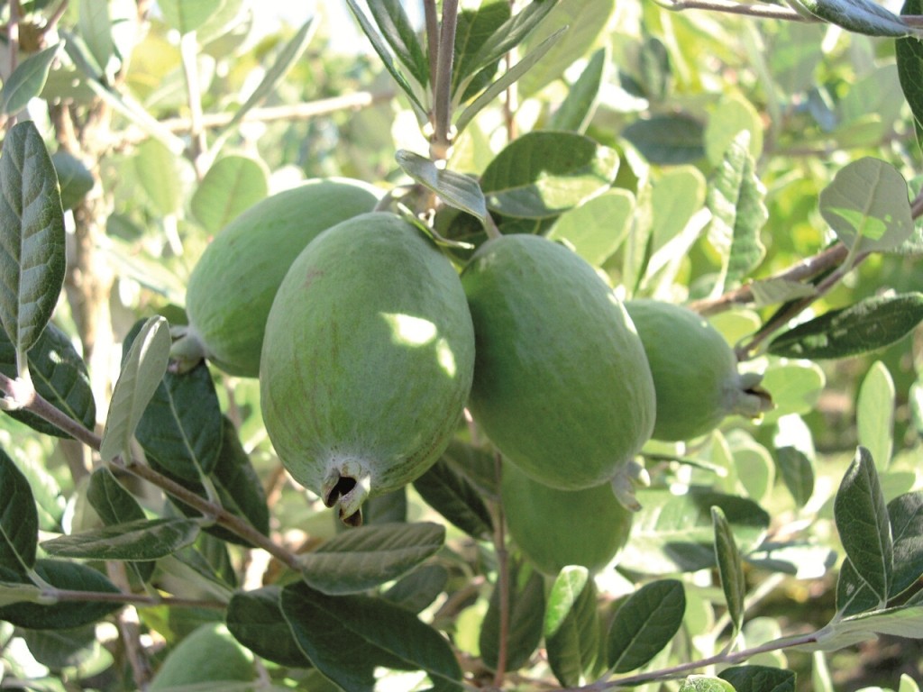برداشت میوه فی جوا در غرب مازندران