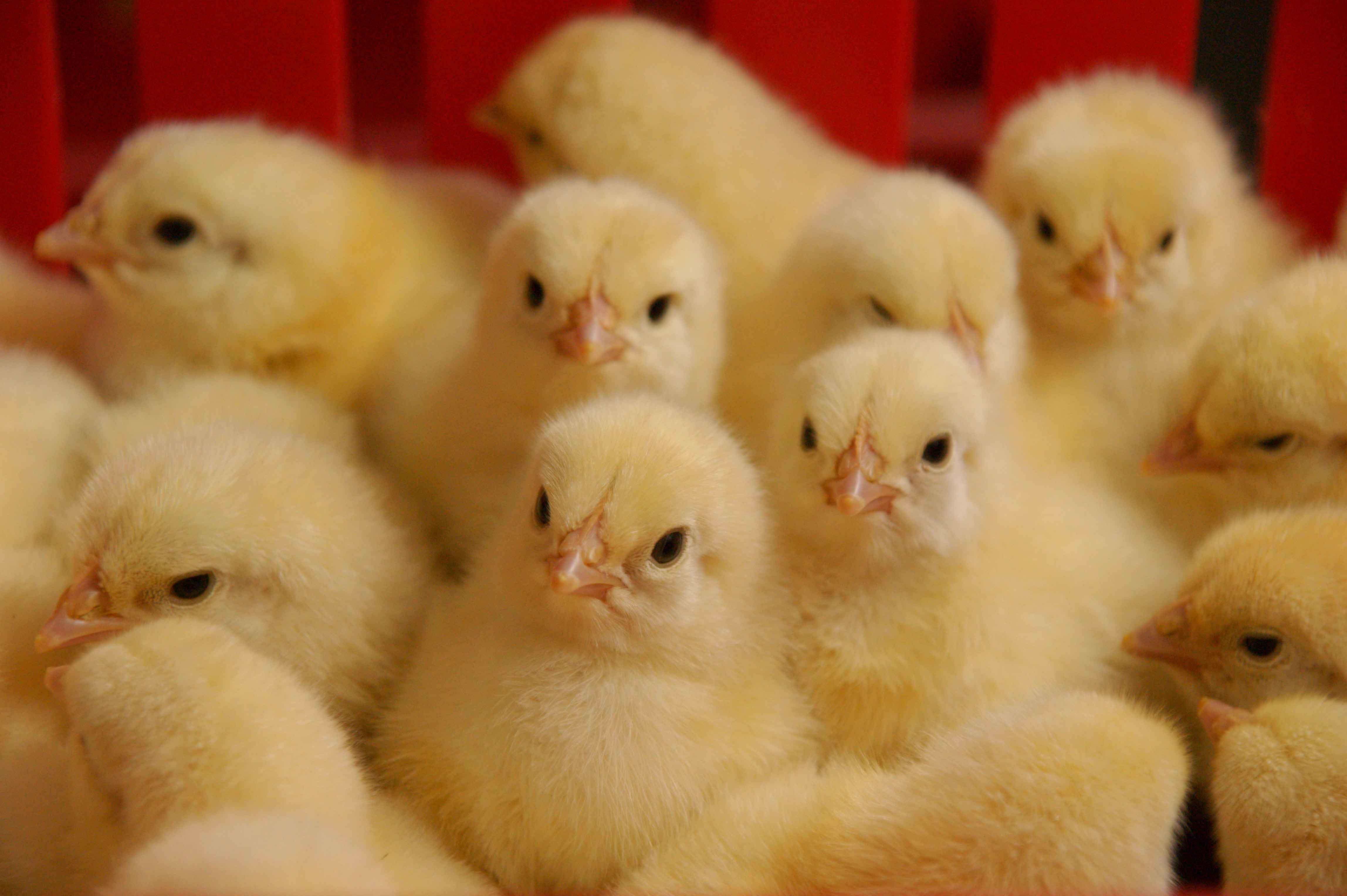 آرتا جوجه سبلان : یکی از تولیدکنندگان مرغ در خاورمیانه