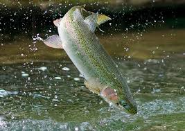 پیش بینی برداشت ۲۰ تن ماهی قزل آلا در شهرستان هیرمند