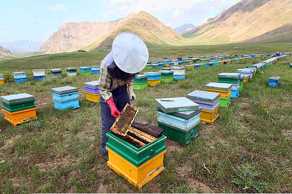 پرداخت تسهیلات به زنبورداران مازندران