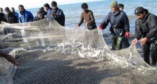رهاسازی بچه ماهی خاویاری نارس به دریا