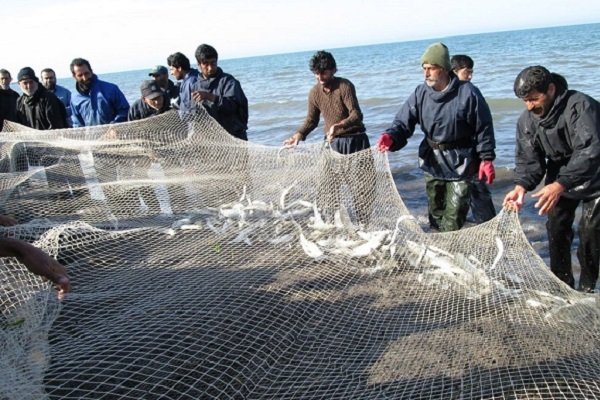 رهاسازی بیش از ۲ هزار قطعه بچه ماهی خاویاری نارس به دریا