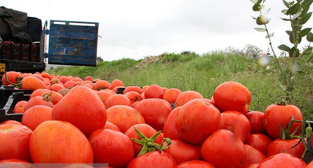 قیمت گوجه‌فرنگی به‌زودی کاهش می‌یابد