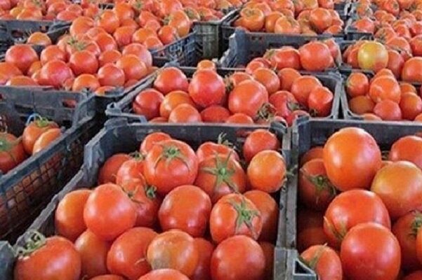 قیمت گوجه فرنگی در بازار ۱۴ هزار تومان شد