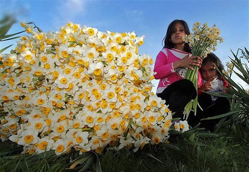 پیش بینی برداشت ۲۰میلیون شاخه گل از نرگس زار‌های خراسان جنوبی