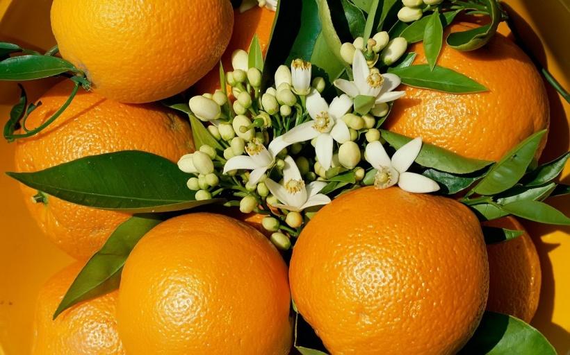 تولید ۳۰۰ تن نارنج در شهرستان نور