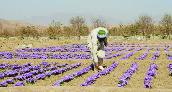 کشاورزان ایران همچنان بی نصیب از سود طلای سرخ