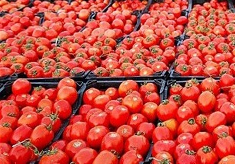 قیمت گوجه فرنگی به ۴ هزار تومان کاهش یافت