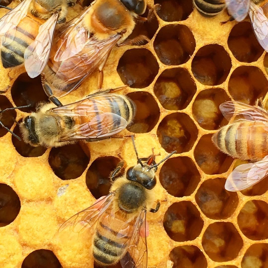 تولید ۹۰۵ تُن عسل در زنبورستان‌های استان قزوین