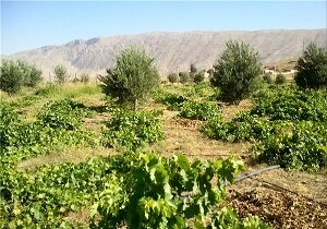 اجرایی شدن ۵۰۱ هکتار طرح توسعه باغات در کردستان