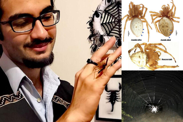 کشف جهانی گونه‌ جدیدی از عنکبوت‌ها در اردکان یزد