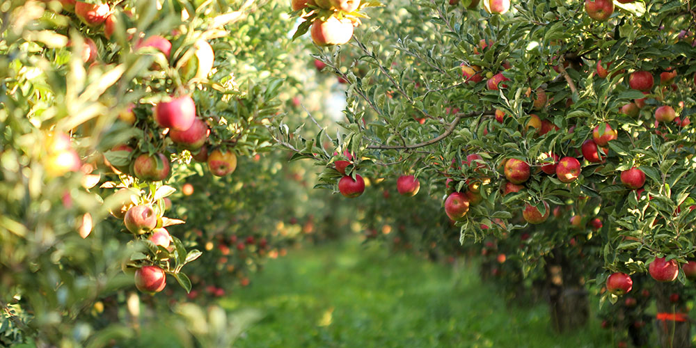 صادرات روزانه ۳۰۰۰ تن سیب درختی از آذربایجان غربی