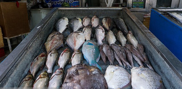 تغییرات قیمت ماهی در ۵ سال گذشته
