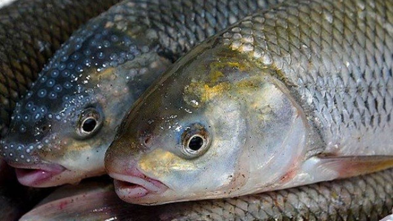 ۱۰ هزار تن مازاد مصرف ماهیان خوراکی داریم