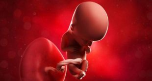 کارگاه افزایش هوش جنین