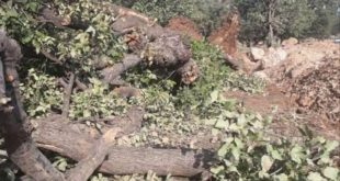 سقوط ۳۴ درخت در پی وزش باد و بارندگی‌های اخیر در زاهدان