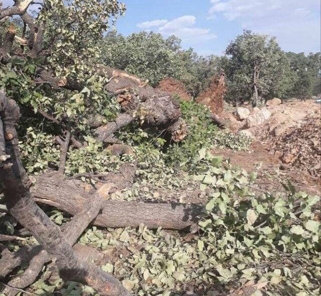 سقوط ۳۴ درخت در پی وزش باد و بارندگی‌های اخیر در زاهدان