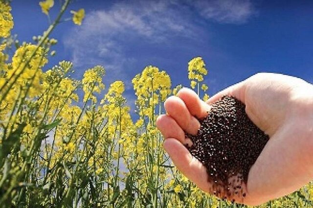 پیش‌بینی برداشت ۵۰۰۰ تن دانه‌های روغنی از مزارع استان کرمان