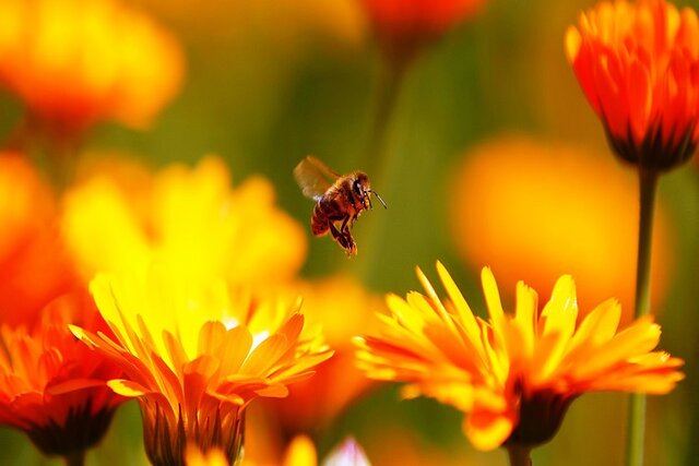 زنبورها به کمک گرده‌افشانی باغات و مراتع می‌روند