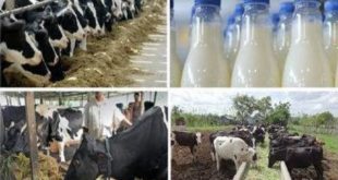 وضعیت فروش شیر
