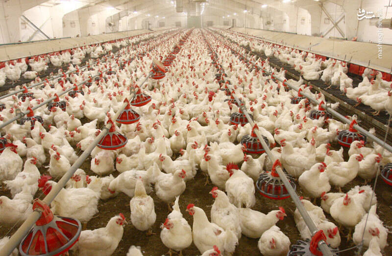 مرغداران باز هم به فکر گران تر کردن مرغ هستند