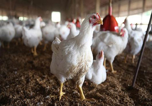 جهاد کشاورزی اعلام کند قادر به تامین نهاده های مرغداران نیست