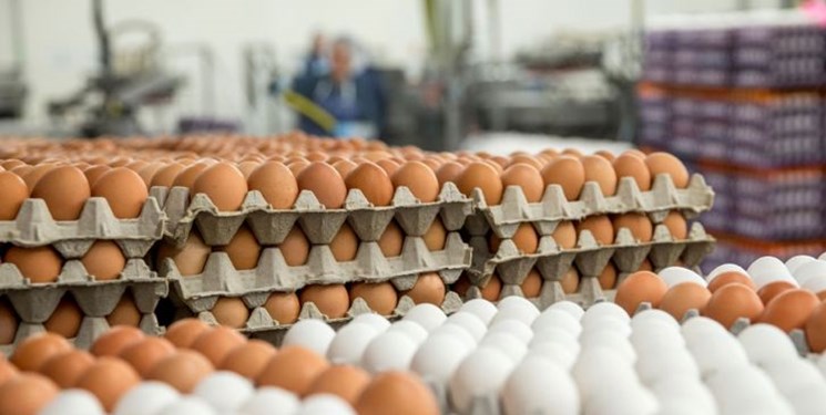 صادرات تخم مرغ متوقف شد