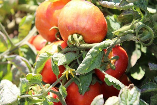 قیمت گوجه فرنگی به ۱۴ هزارتومان رسید