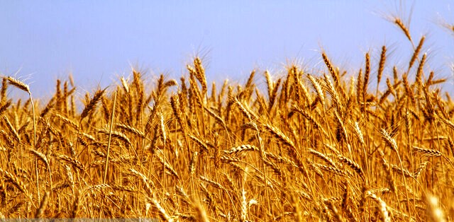 واردات گندم توسط بخش خصوصی همچنان ممنوع است