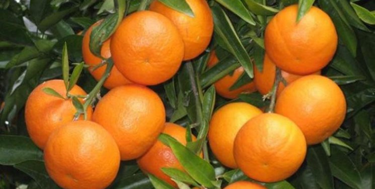 افزایش سه برابری قیمت پرتقال