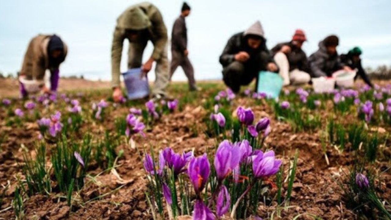 تولید زعفران ایرانی در قطر