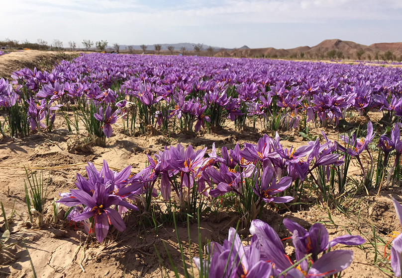 صادرات زعفران در آبان ماه رکورد زد