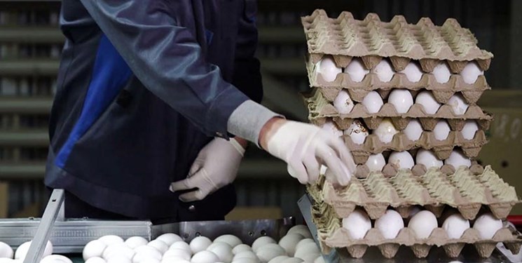 ارتباط گرانی تخم مرغ با تعلیق یک قانون توسط رئیس جمهور