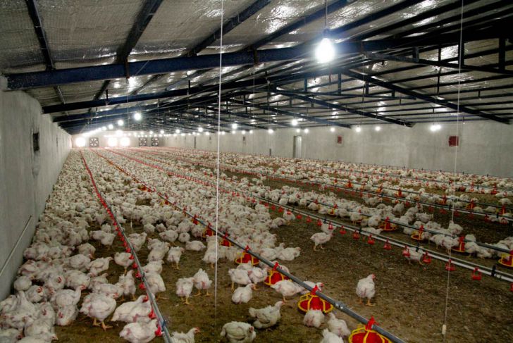 مشکل تولید مرغ داریم