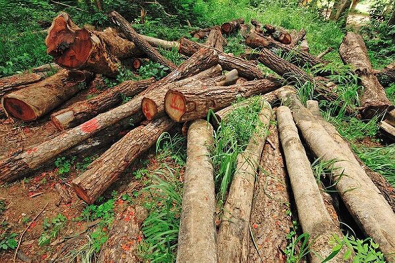 شبی ۳ میلیون درآمد از قاچاق چوب با «شوتی»