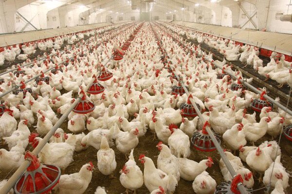 افزایش ۳۴ درصدی تورم تولید کننده مرغداری‌های صنعتی