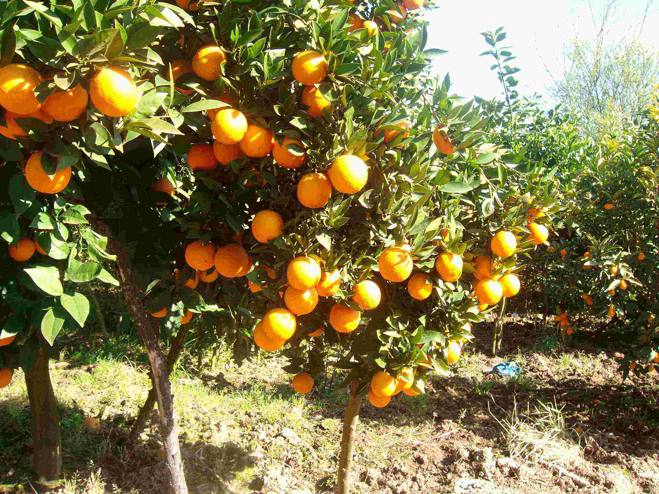 قیمت پرتقال در باغ ٢٠٠٠ تومان؛ فروش در بازار ۲۰ هزار تومان