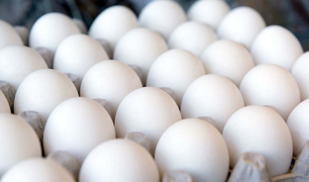 کاهش ١۵ تا ٢٠ درصدی قیمت تخم‌مرغ