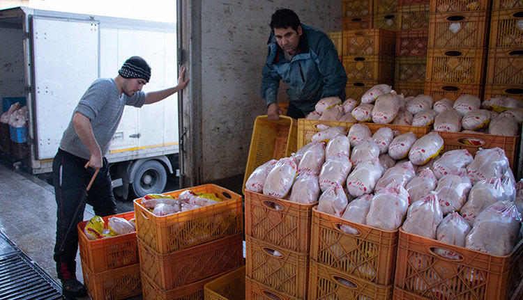 صادرات ۴۰۰۰ تن مرغ در زمان ممنوعیت