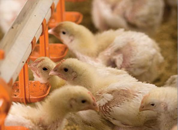 جوجه ریزی ١٣ میلیون قطعه کاهش یافت/ قیمت مرغ از ٣٠ هزارتومان گذشت