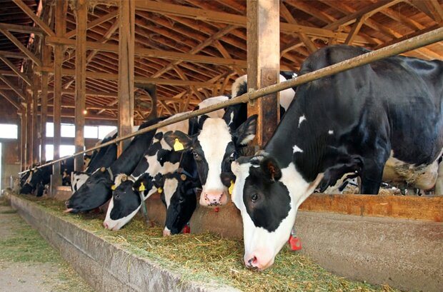 حتی دامداران هم به افزایش قیمت شیر راضی نیستند