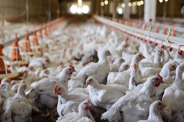 دومینوی بی‌تدبیری چگونه صنعت طیور را زمین‌گیر کرد؟/ کمبود ۳۰۰ هزار تنی مرغ در سال جاری!