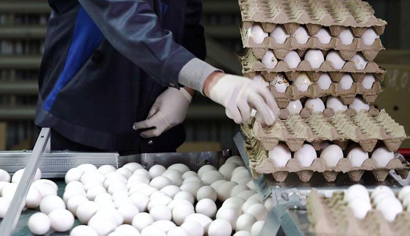 از سال گذشته تاکنون قیمت مرغ زنده تخم‌گذار ۱۴۰ درصد گران شده است/آَشفته بازار تخم مرغ