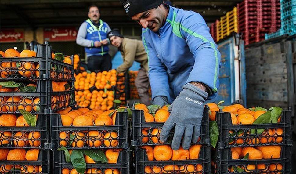 نارنگی‌های موجود در بازار رنگ‌آوری شده و مضر است/ وزارت جهاد برخورد کند
