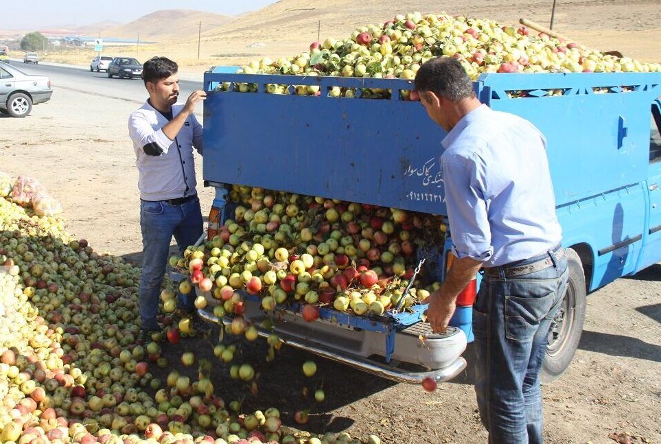 بیش از ۴۰۰ هزار تن سیب روی دست باغداران مانده است/باغداران در صف فروش سیب