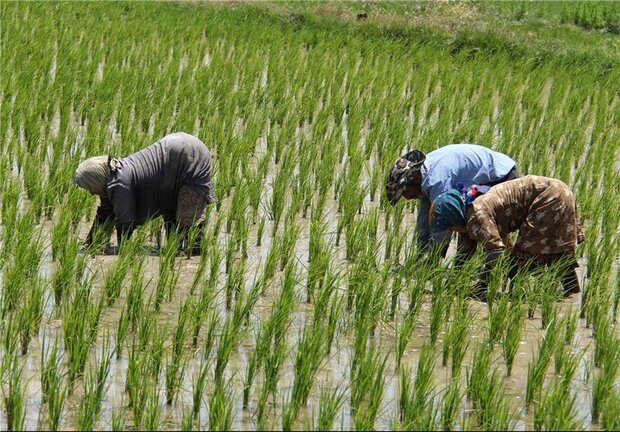 چرا ایران نمی تواند در تولید برنج خودکفا باشد؟