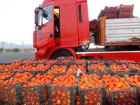 آغاز صادرات گوجه‌فرنگی به سوریه از طریق عراق/ این میوه کیلویی ۱۷۰ هزار تومان قیمت دارد