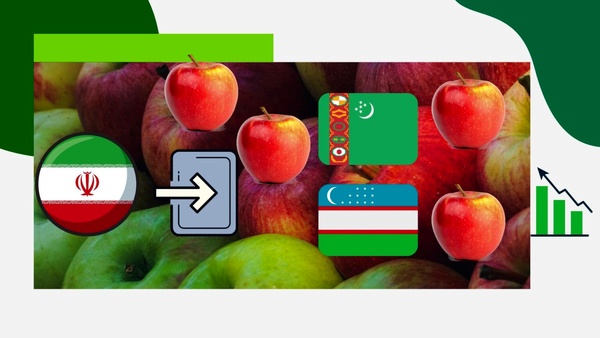 افزایش بیش از ۲۰ برابری صادرات سیب ایران به ازبکستان و ترکمنستان