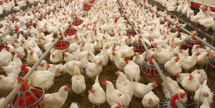 کمبود نقدینگی مرغداران/ ۳ پیشنهاد برای تأمین مالی تولید‌کنندگان‌ مرغ‌